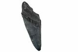 Partial Fossil Megalodon Tooth - Giant Tooth #352653-1